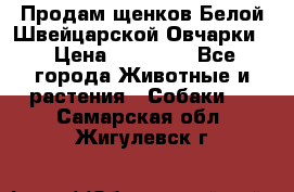 Продам щенков Белой Швейцарской Овчарки  › Цена ­ 20 000 - Все города Животные и растения » Собаки   . Самарская обл.,Жигулевск г.